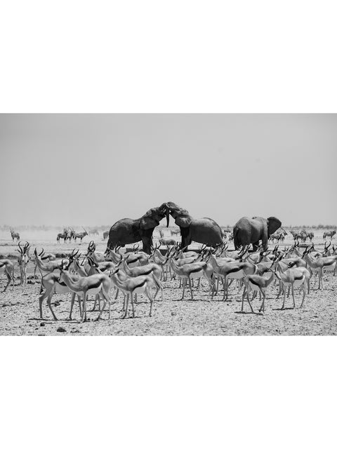 Between the Elephants