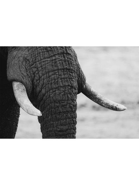 Ivory