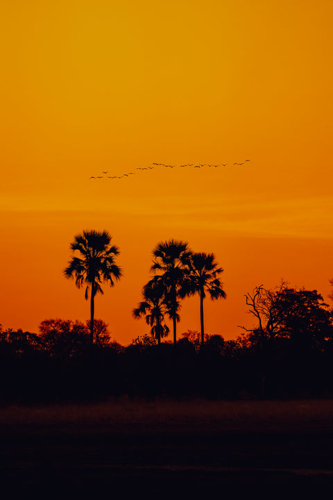 Birds Flying High