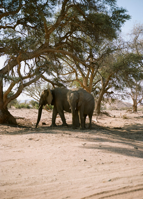 Mamiya 645 Pro