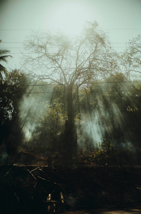 Burning Bush